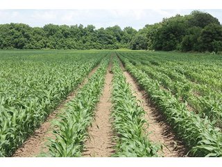 Property photo 3 - MID-DELTA REGION PRODUCTIVE CROPLAND AUCTION - 4,783+/- ACRES OFFERED IN 10 TRACTS